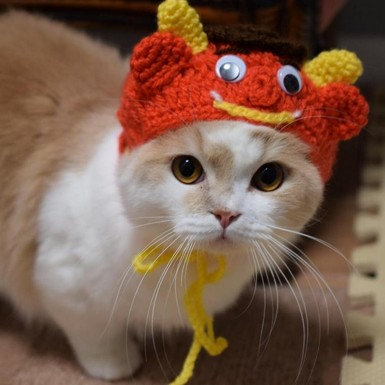 節分のかぶりものをする猫