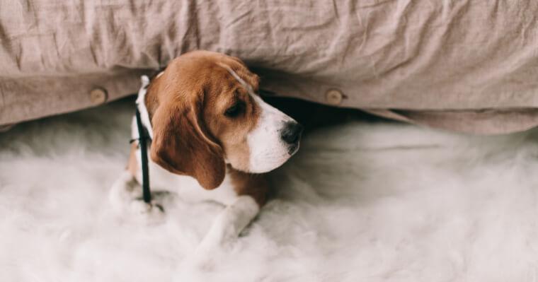 犬はかくれんぼが大好き!? 理由や飼い主さんがタオルで隠れる遊びを紹介