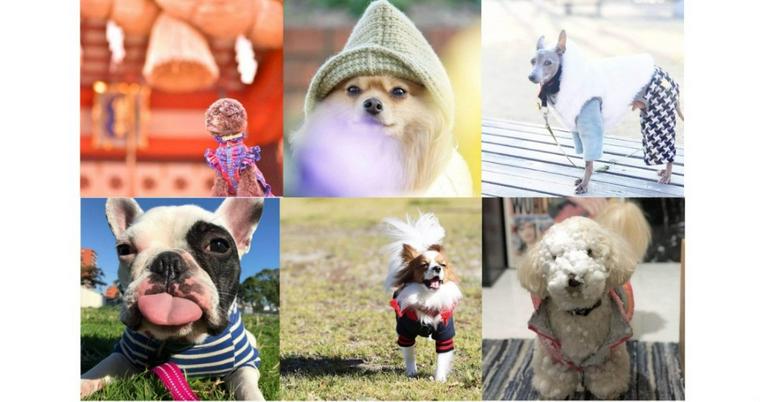 【ペトこと編集部厳選!】"今週の犬のいる生活(冬編)"Vol.17
