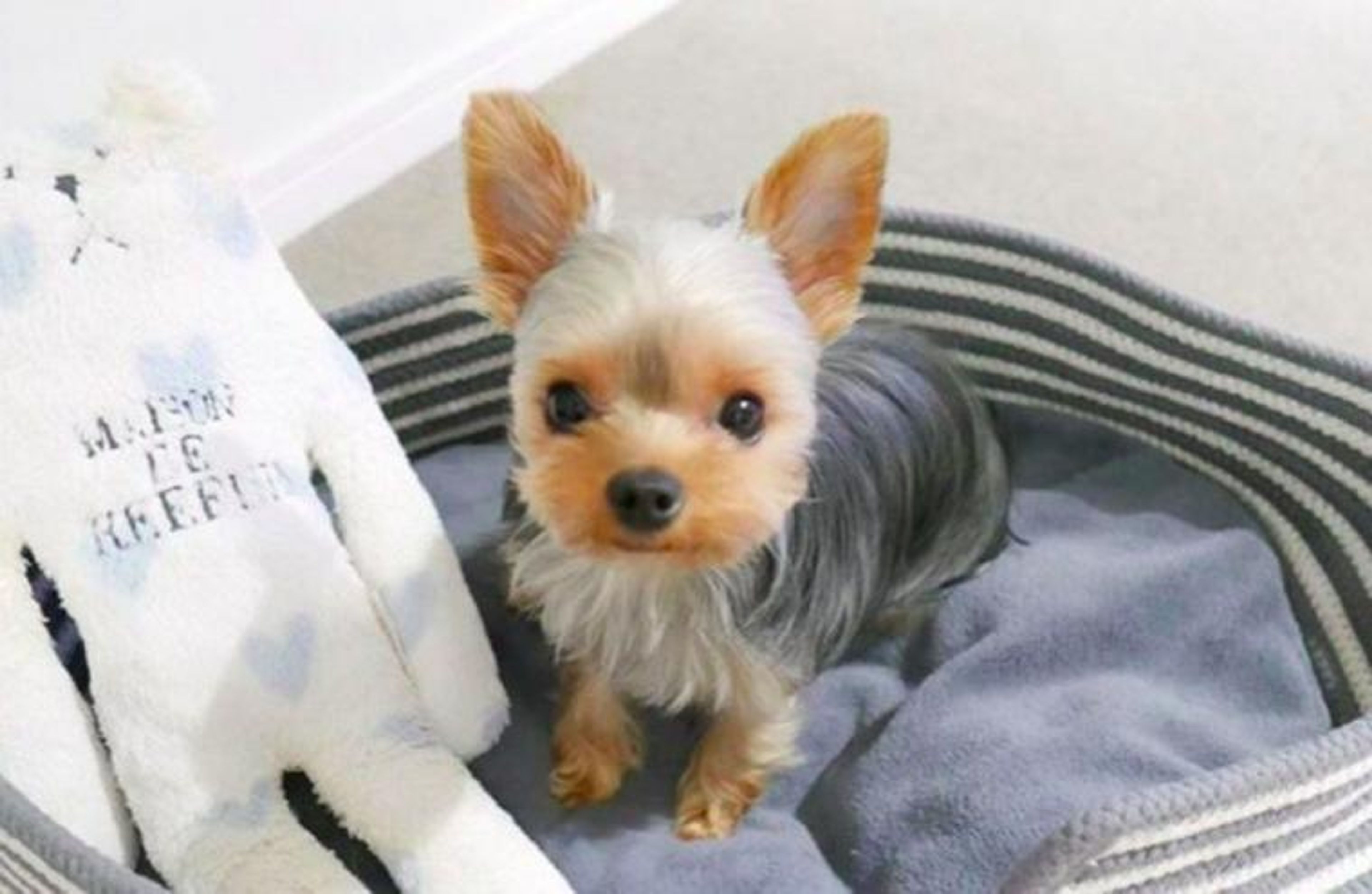 【トレーナー・獣医師監修】ヨークシャーテリアってどんな犬？性格・特徴・育て方・迎え方