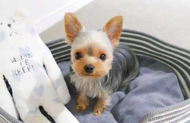【トレーナー・獣医師監修】ヨークシャーテリアってどんな犬？性格・特徴・育て方・迎え方