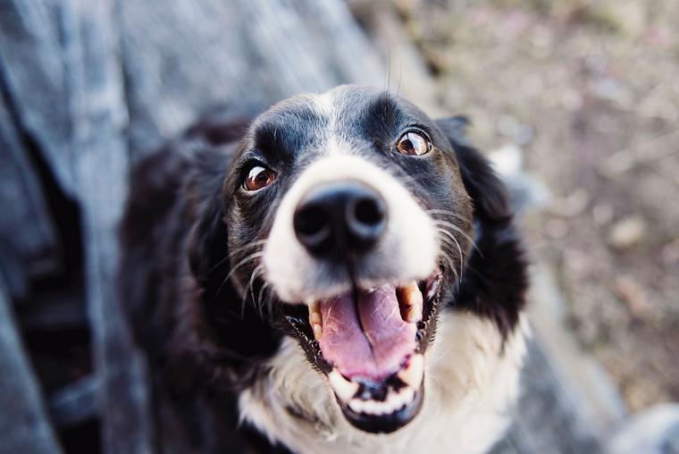 元気そうな犬