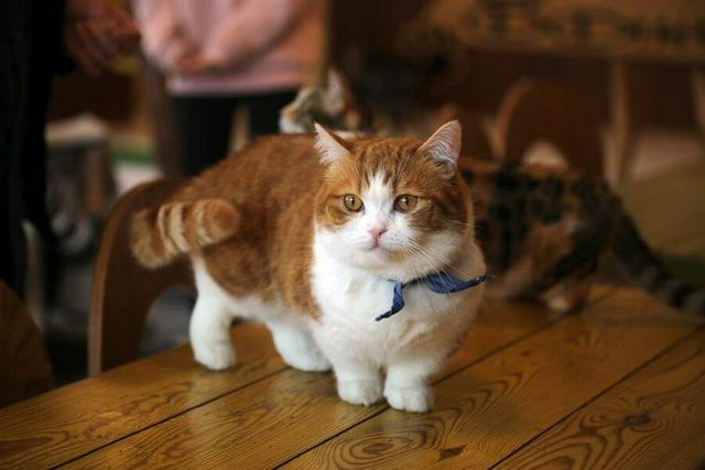 【獣医師監修】マンチカンはどんな猫？性格・体重・寿命の特徴・迎え方