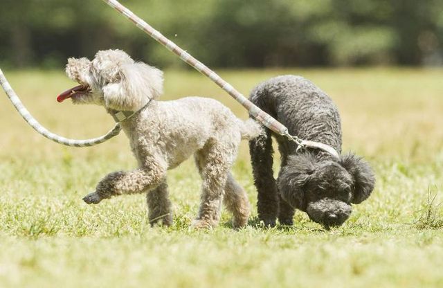 【ドッグトレーナー監修】トイプードルの特徴・性格は？しつけやカットなどの飼い方や迎え方も