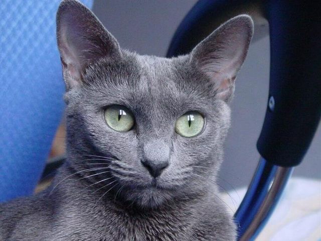 【獣医師監修】ロシアンブルーってどんな猫？性格・体重・寿命の特徴・迎え方