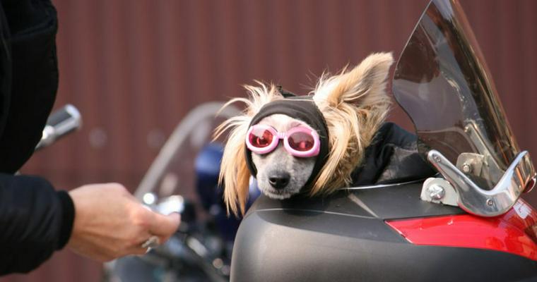 トップ 100 バイク 犬 すべての動物の絵