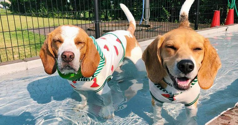 熊本のおすすめドッグラン12選 愛犬と阿蘇山を眺めながら遊ぼう!