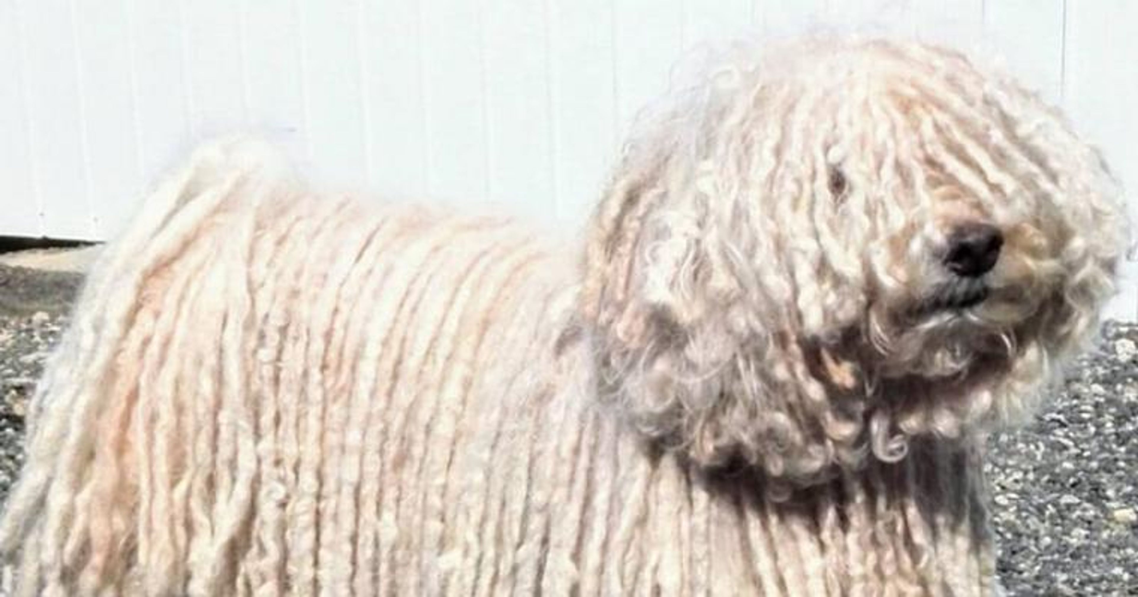 【トレーナー・獣医師監修】プーリーってどんな犬？性格・特徴・育て方・迎え方