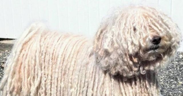 【トレーナー・獣医師監修】プーリーってどんな犬？性格・特徴・育て方・迎え方
