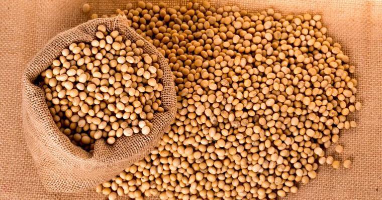犬は大豆を食べても大丈夫? 食べられる豆類やアレルギー症状について解説