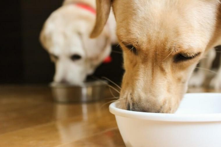 犬に抹茶はng カフェイン中毒の症状と対処法を解説 ペトコト