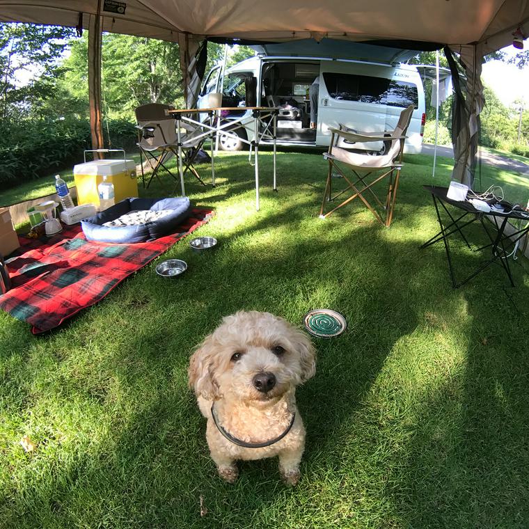 北海道の犬okなキャンプ場おすすめ18選 ペット同伴で大自然を楽しもう ペトコト