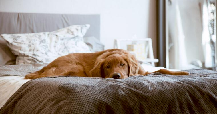 愛犬が喜ぶ部屋作りのポイントを解説 床の滑り止めや消臭対策、仕切りの活用法など