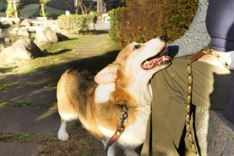 元保護犬こうたろうくん