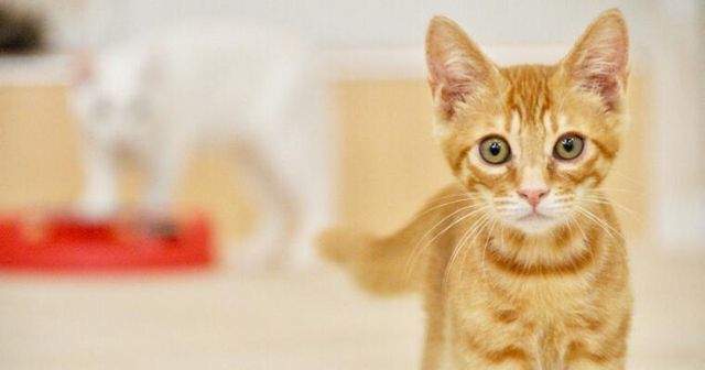 猫の発情期｜性別による違いや対策を行動診療科獣医師が解説