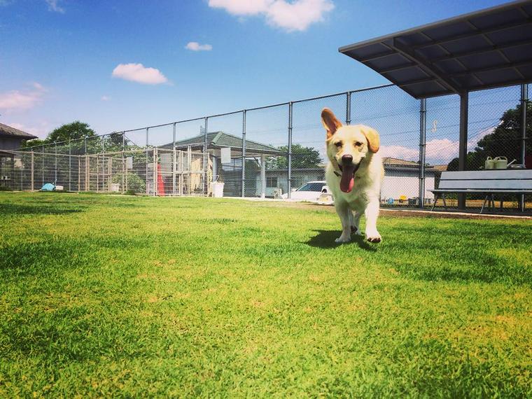 犬遊楽の犬