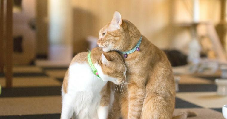 【2019最新版】猫の日イベントまとめ 東京、大阪、福岡などの人気イベント11選