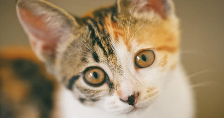 猫も狂犬病になる? 症状や人間への感染・ワクチンについて獣医師が解説