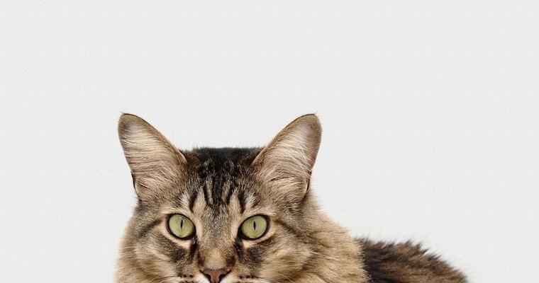 猫の貧血｜症状・見分け方・原因・治療法・対策など獣医師が解説