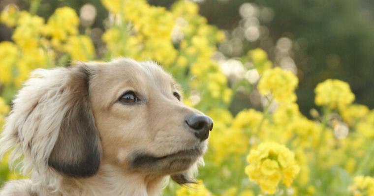 犬は花を食べても大丈夫? 危険な花や安全な花、食べてしまったときの対処法を紹介