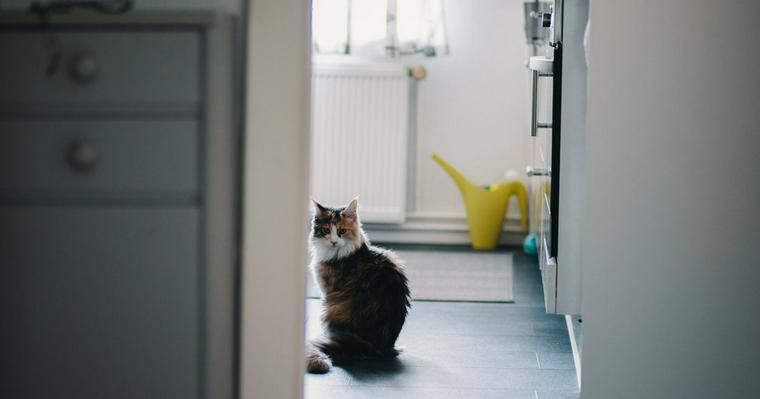 猫との引っ越しはストレスに注意！パニックを起こさないための準備などを解説