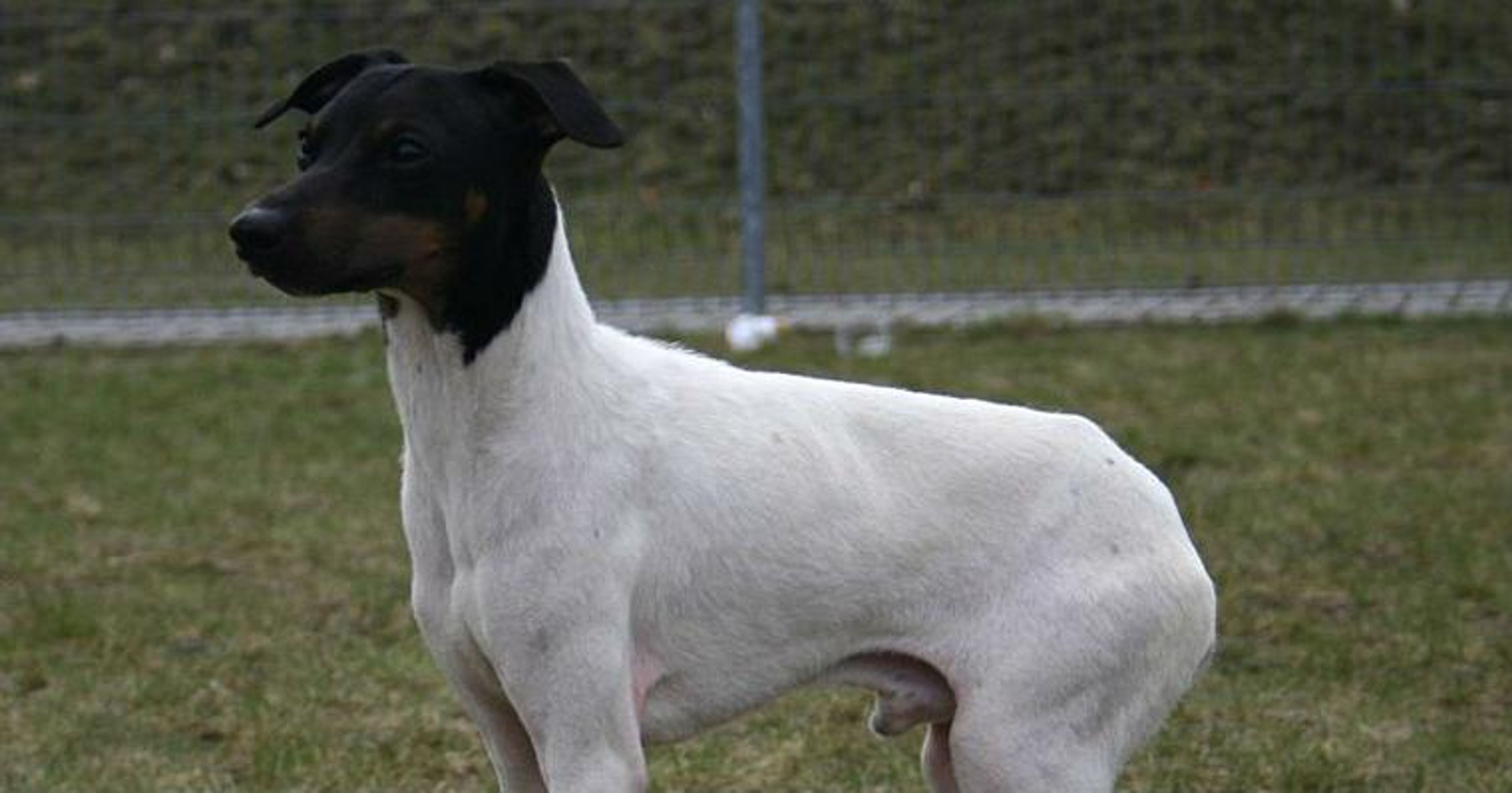 【トレーナー・獣医師監修】日本テリアってどんな犬？性格・特徴・育て方・迎え方