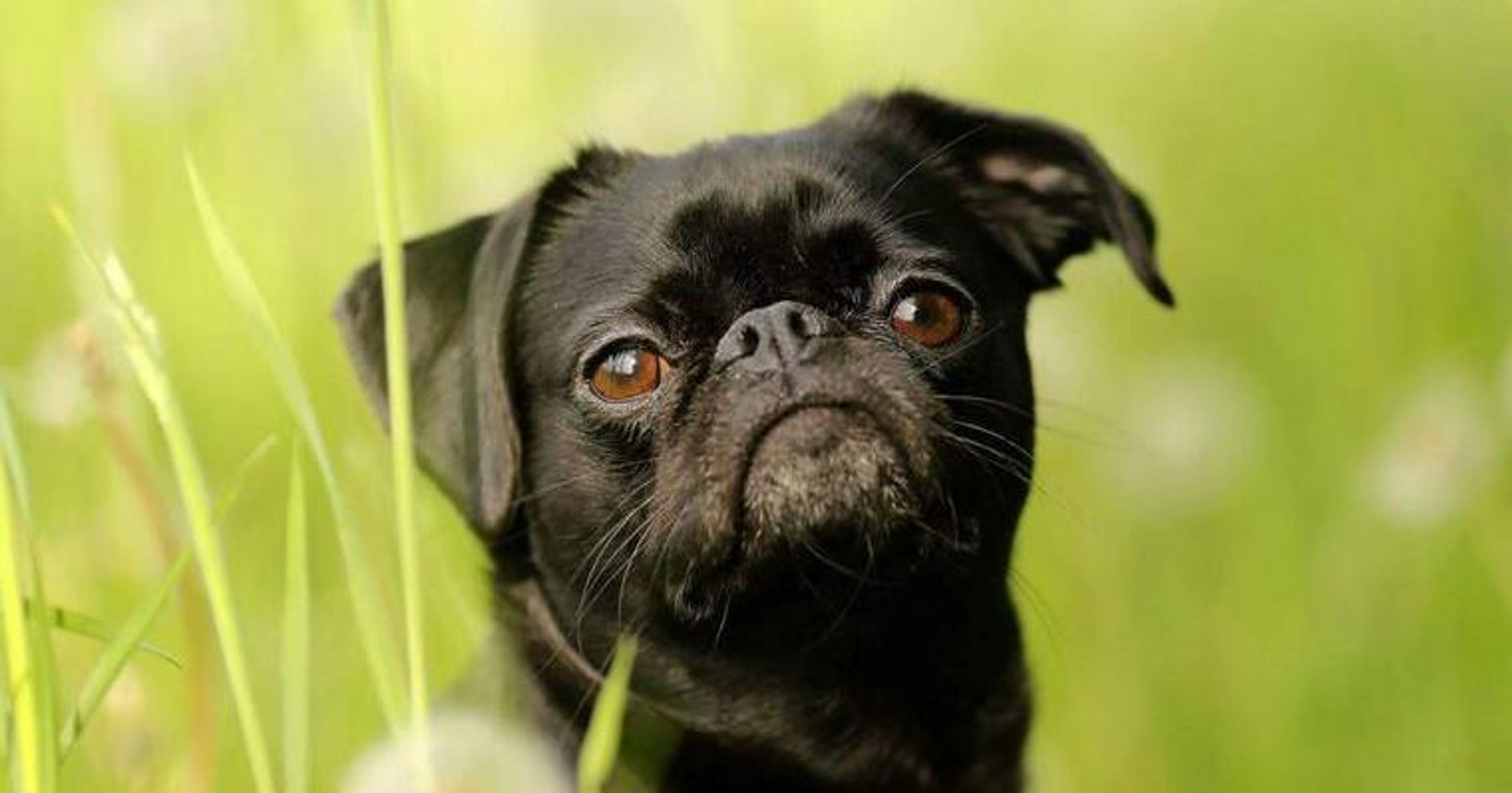 【トレーナー・獣医師監修】プチブラバンソンってどんな犬？性格・特徴・育て方・迎え方