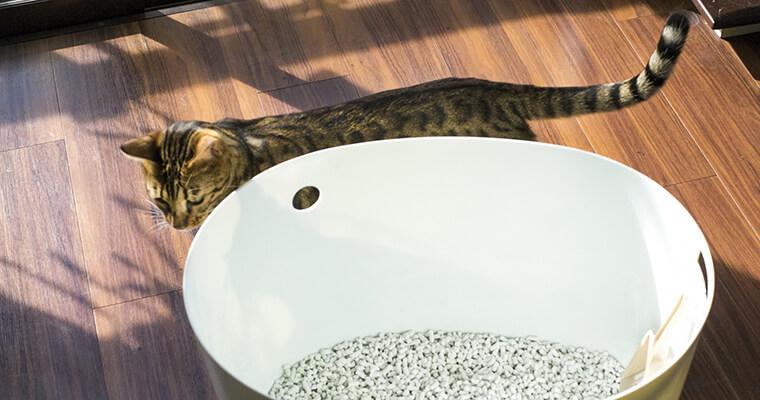 より平らな 水分 宿 猫 トイレ スタイリッシュ H3n8 Org