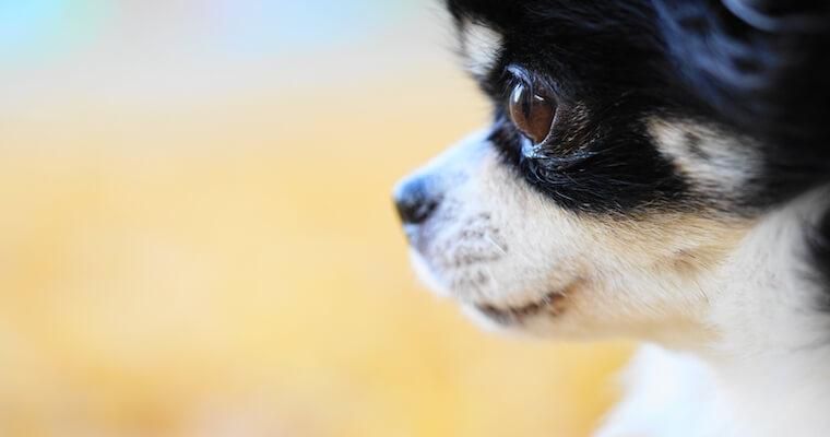 犬も花粉症になる？症状や対策、予防方法について獣医師が解説
