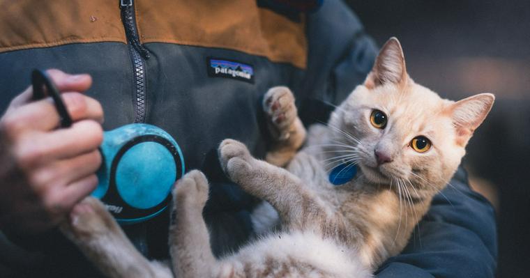 猫にマイクロチップを着ける意味とは 首輪との違いや費用 注意点を解説 ペトコト