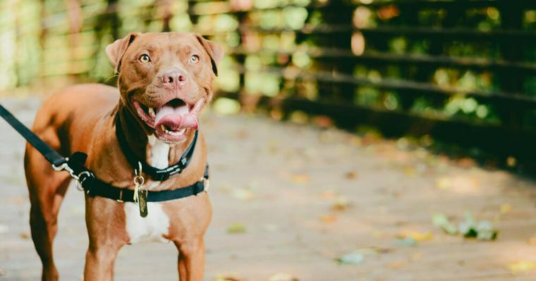 迷子犬の探し方|見つけた場合は保護する? 警察に連絡?【弁護士解説】