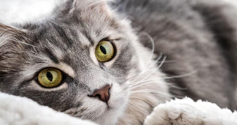 猫クラミジア感染症｜症状・原因・検査・治療法・感染経路について獣医師が解説