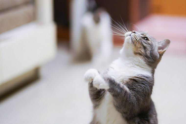猫はきゅうりを食べても大丈夫 栄養や与える際の注意点 きゅうりを見て驚く理由を解説 ペトコト