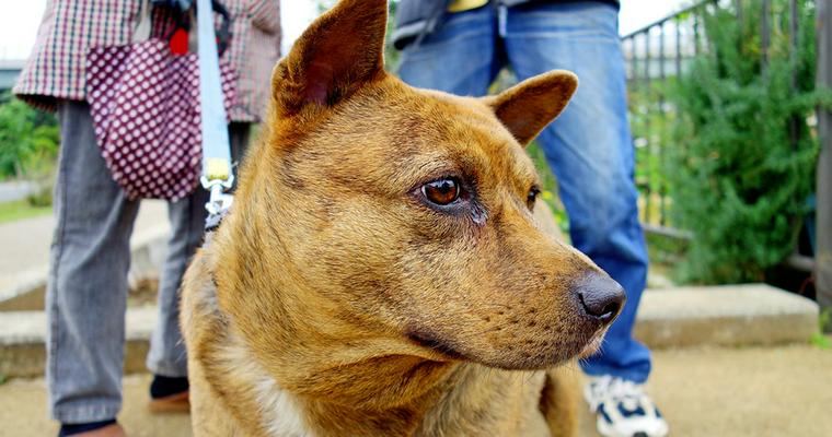琉球犬の飼い方！性格や寿命、歴史・しつけを解説