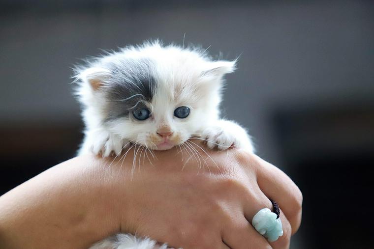 手に抱えられた子猫