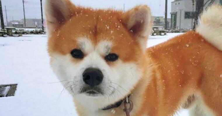 秋田犬の飼い方|性格や毛色しつけ方などトレーナーが解説