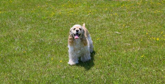 【トレーナー・獣医師監修】アメリカンコッカースパニエルってどんな犬？性格・特徴・育て方・迎え方