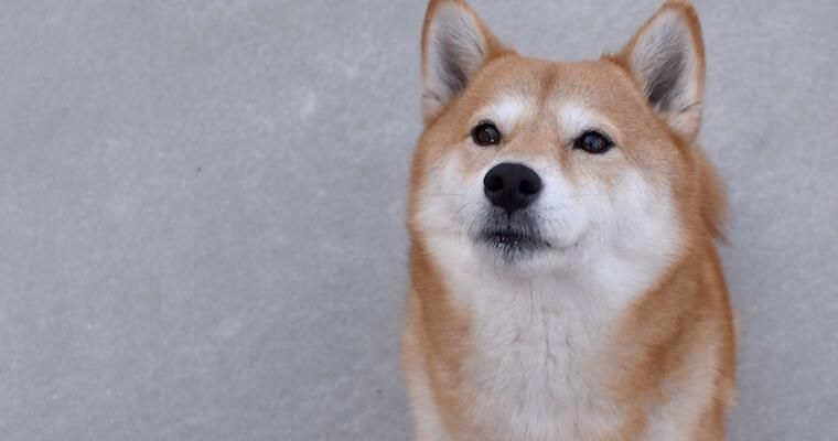 マダニに愛犬が刺されたら? 感染症や予防対策などについて獣医師が解説
