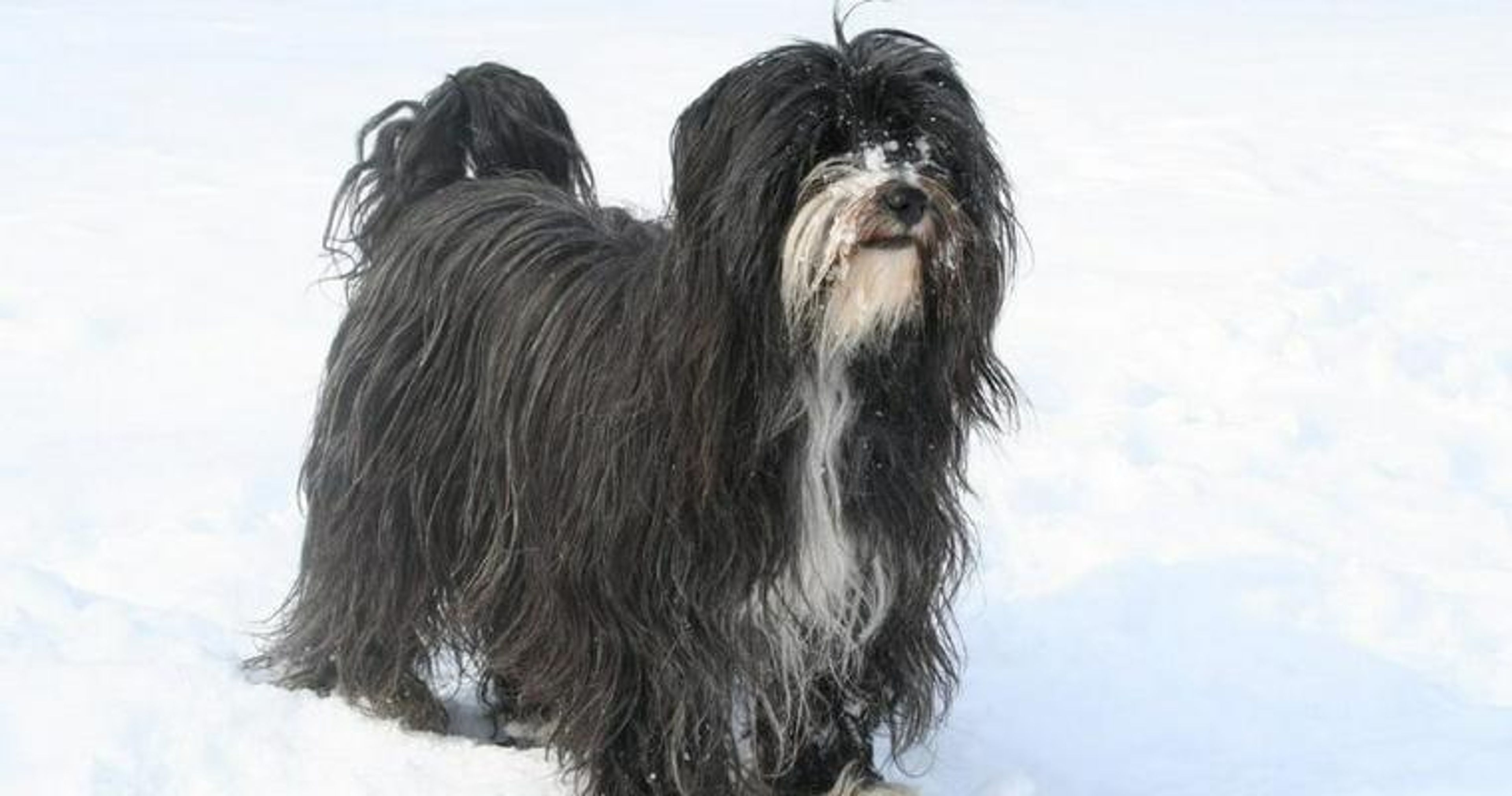 【トレーナー・獣医師監修】チベタンテリアってどんな犬？性格・特徴・育て方・迎え方