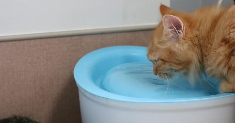 猫はポカリを飲んでも大丈夫? 脱水症状対策に有効も量や与え方に注意して