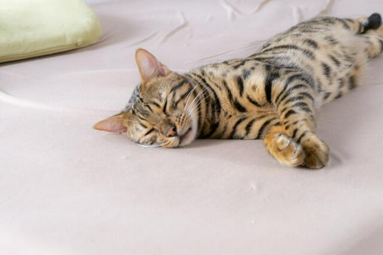 寝転ぶ猫