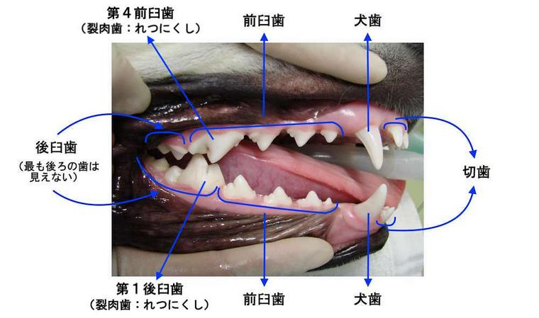 犬の歯の構造とは 生え変わりの時期や本数などを獣医師が解説 ペトコト