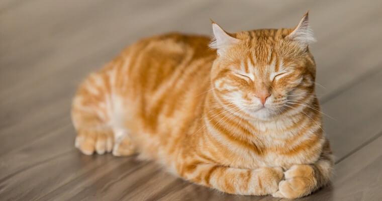 猫のツボ押しを中獣医の専門家が解説｜腎臓や消化器トラブルなどに効くツボを動画で紹介