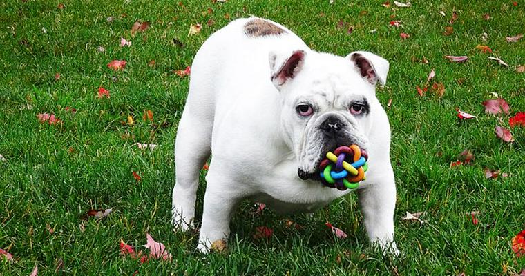 犬のおもちゃオススメ11選|ボールや音が鳴るタイプなど♪