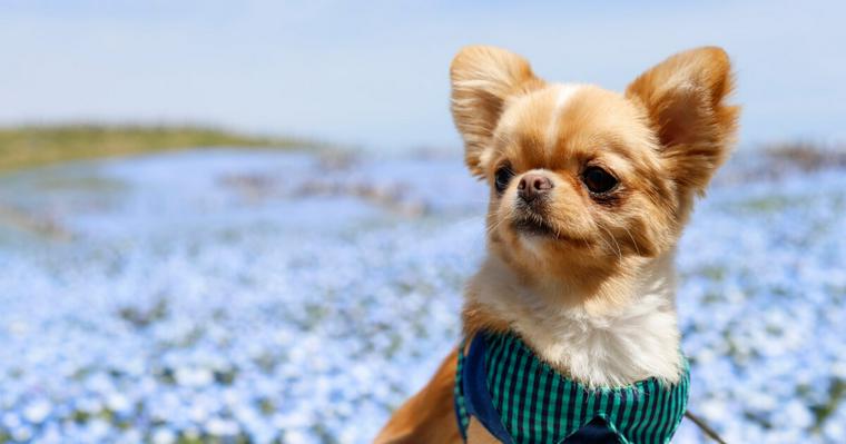 【お写んぽ日記 vol.1】GWは愛犬と一緒にひたち海浜公園のネモフィラ畑へ