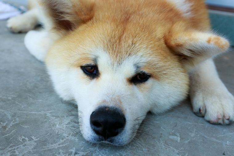 困り顔の秋田犬
