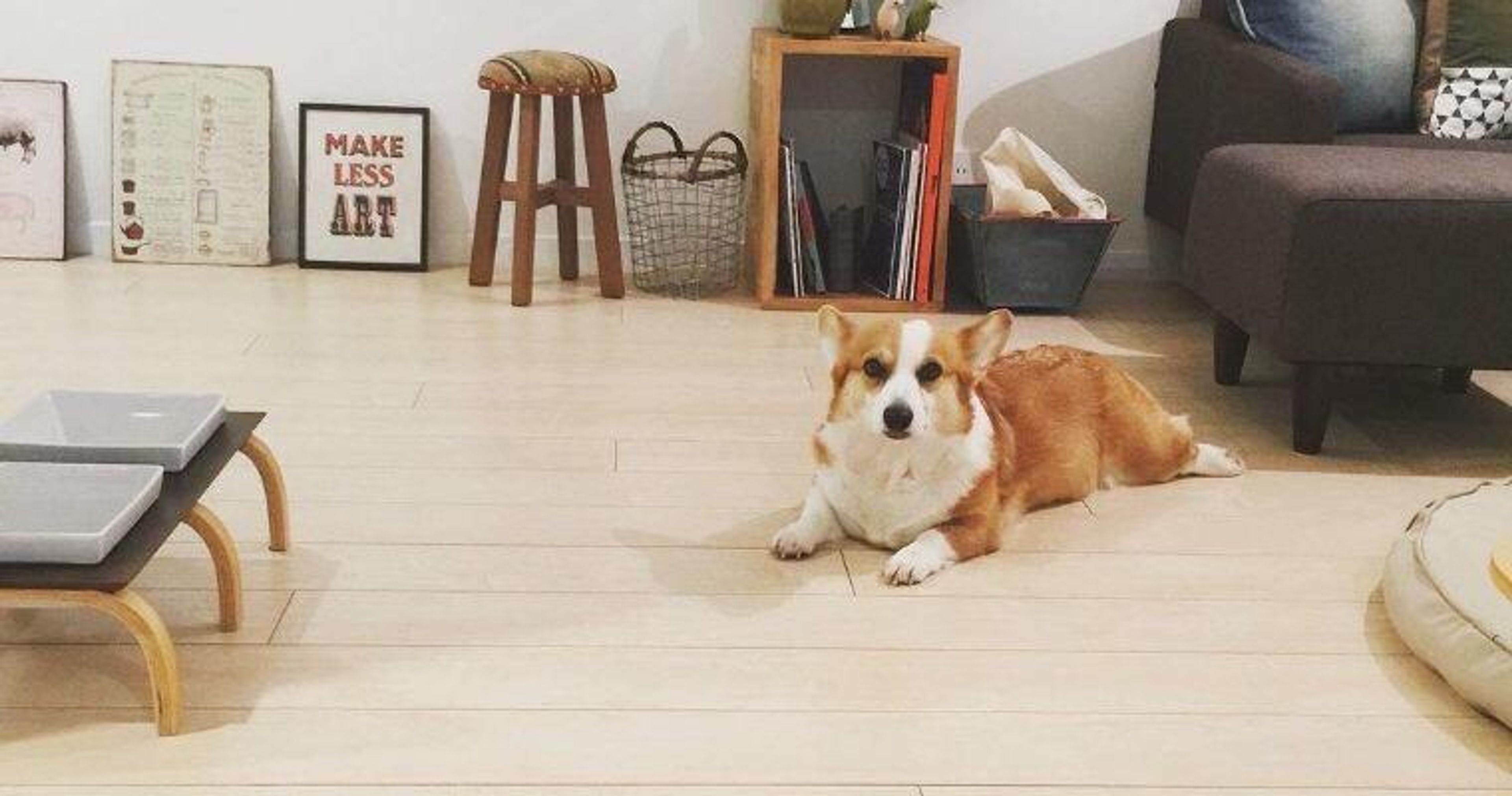 【トレーナー・獣医師監修】コーギーってどんな犬？性格・特徴・育て方・迎え方