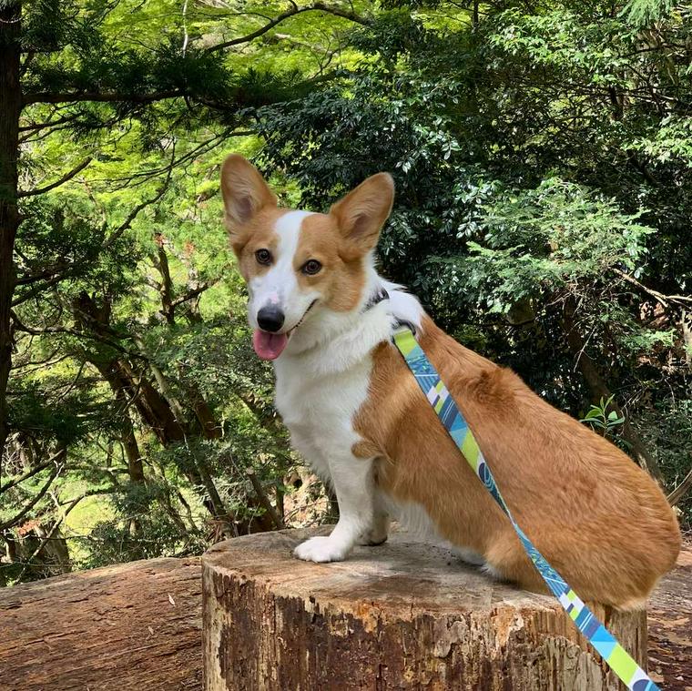 大山の見晴台で休憩する犬