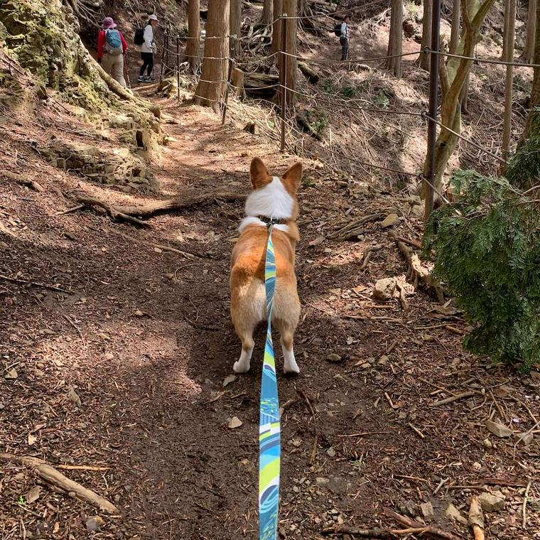 大山の登山道を歩く犬