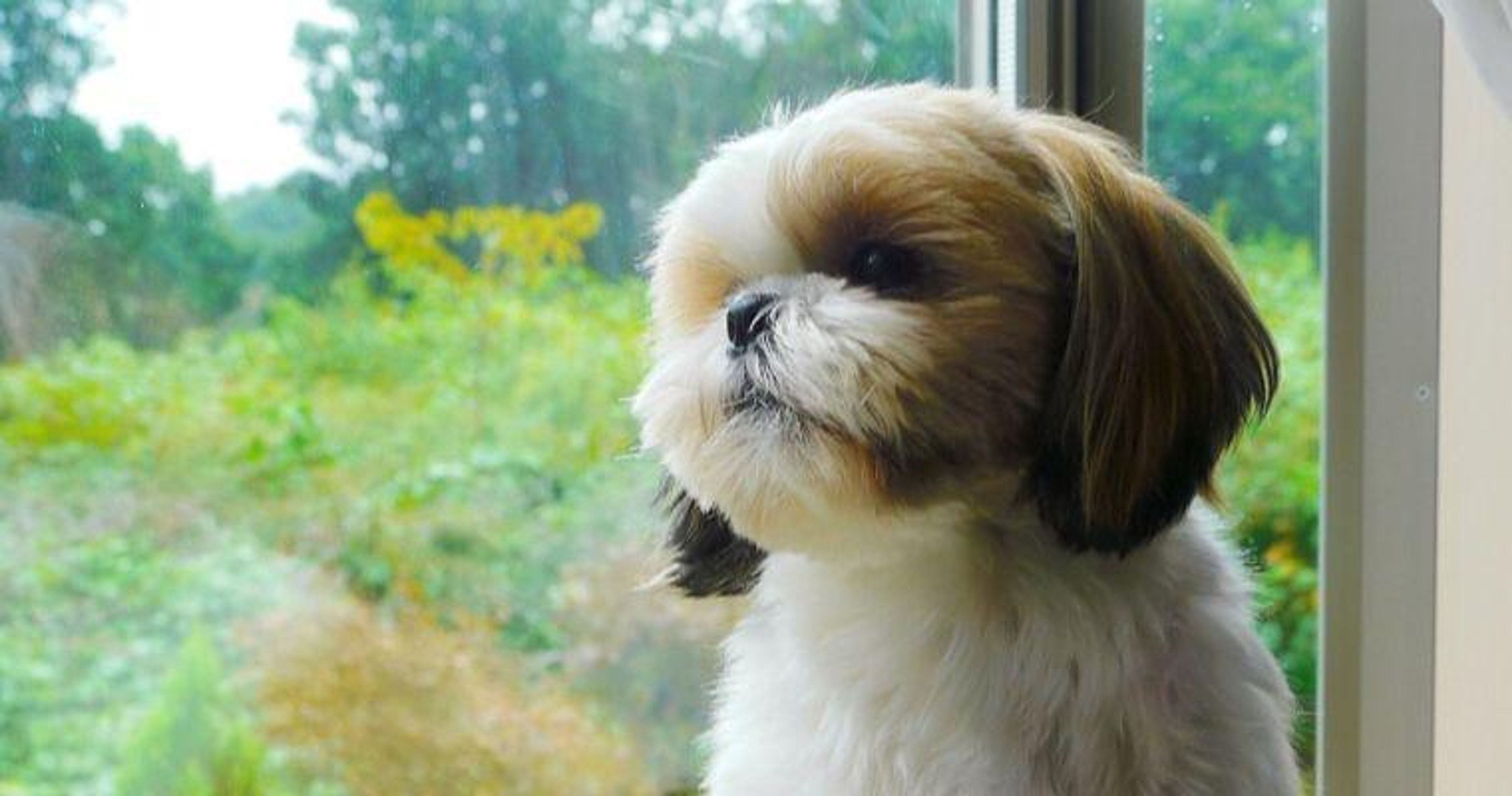 【トレーナー・獣医師監修】シーズーってどんな犬？性格・特徴・育て方・迎え方